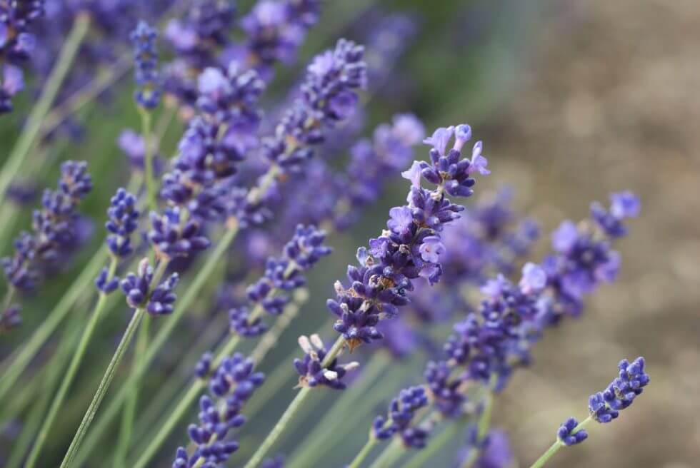 Alles wat je moet weten over lavendel in huidverzorging - HappySoaps NL