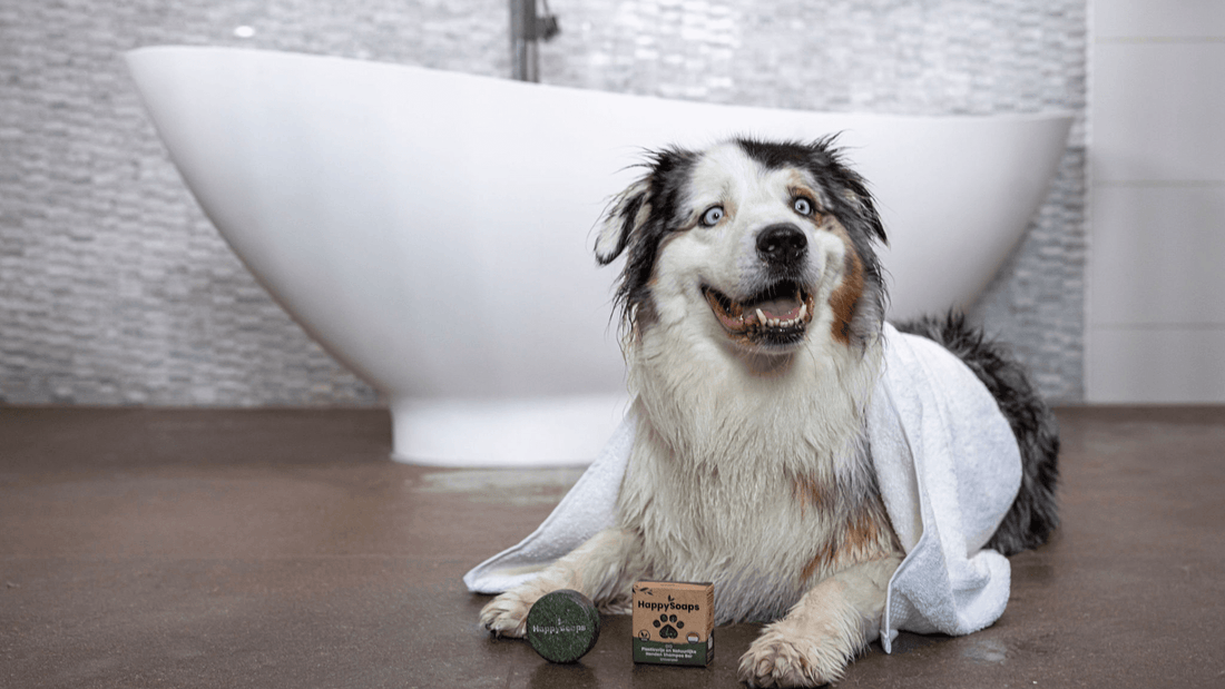 Dit is waarom je moet overstappen op de Honden Shampoo Bar - HappySoaps NL