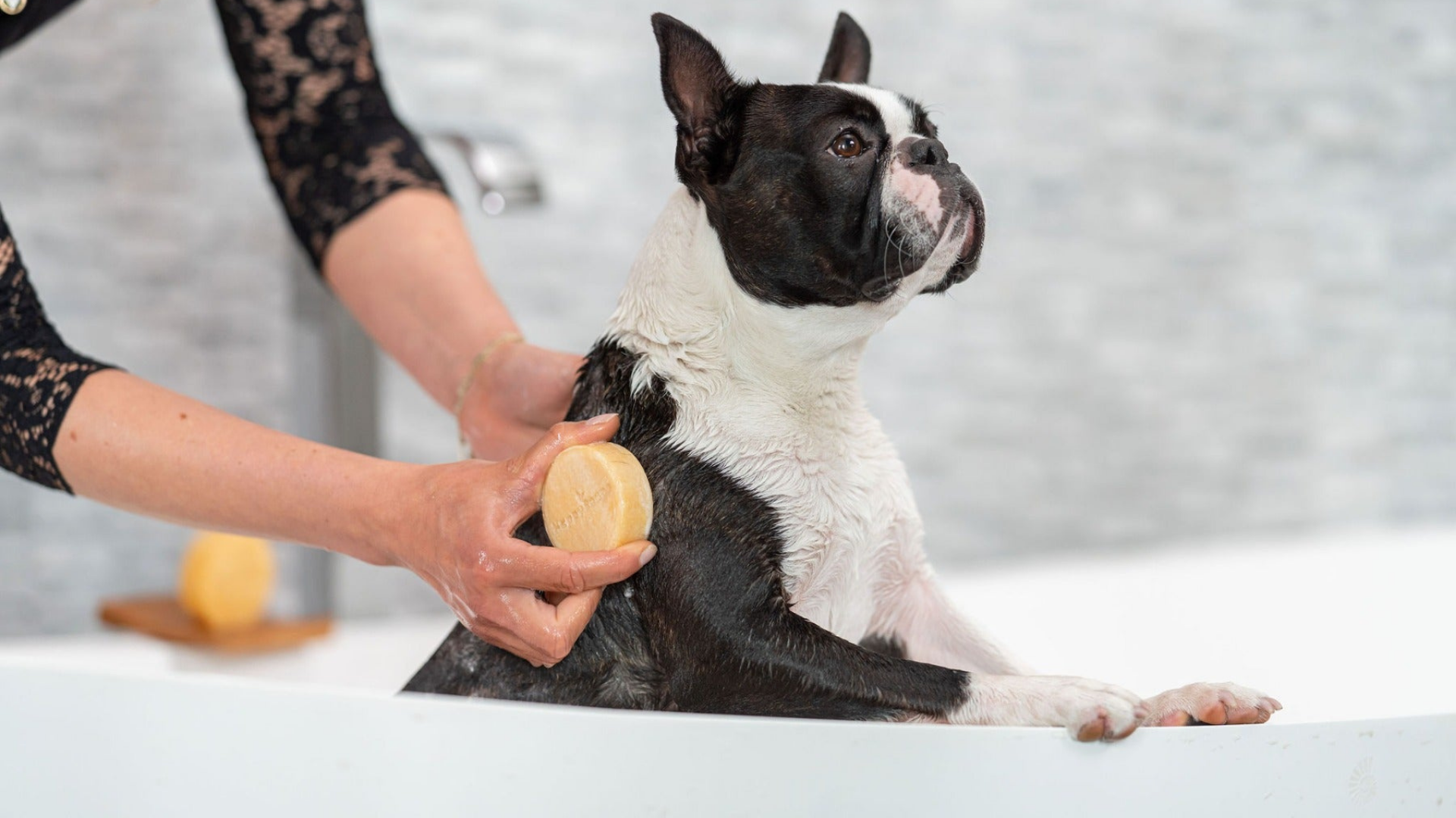 Honden Shampoo Bar – Korte Vacht