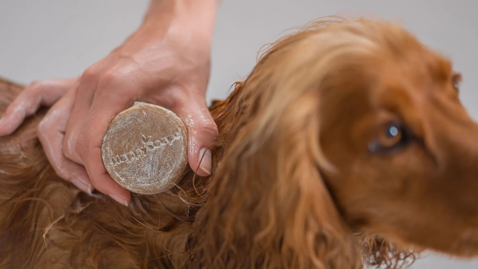 Honden Shampoo Bar – Lange Vacht