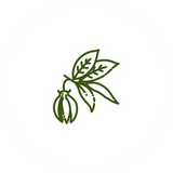 Ylang-Ylang olie