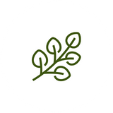 Eucalyptusolie