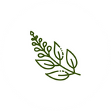 Salieolie