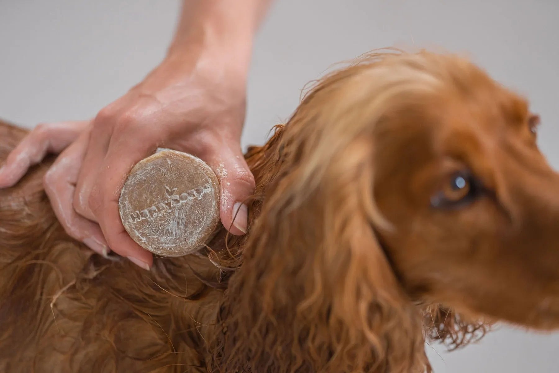 Honden Shampoo Bar – Lange Vacht - HappySoaps NL